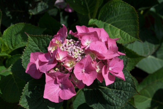 pink-hydrangea