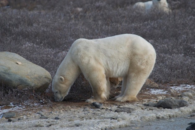 polar-bear-03